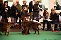 Crufts2011_2 125